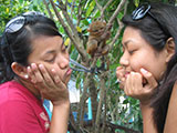 Bohol Tarsier